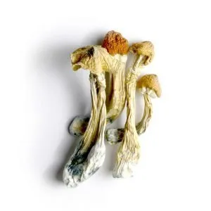 Tri-Colour Ecuadorian Mushrooms