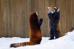 455785 Animals Mammals Red Panda