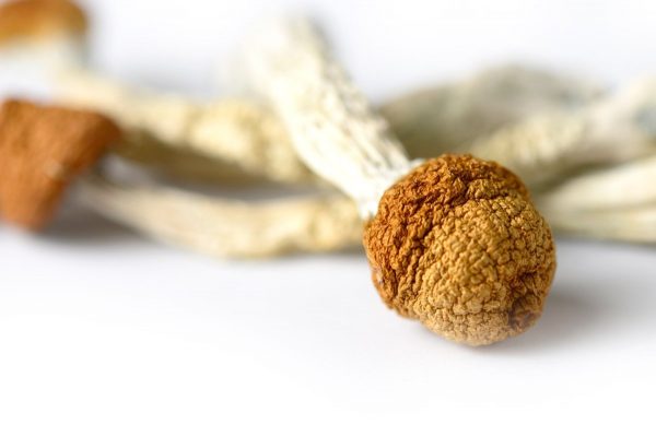 Brazilian Mushrooms - Image 2