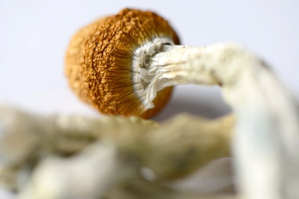 Brazilian Mushrooms - Image 3