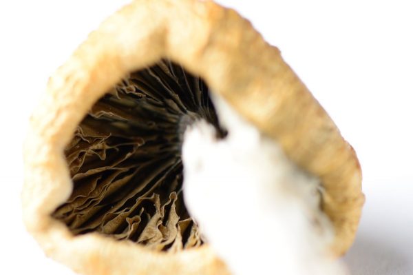 Orissa India Mushrooms - Image 3