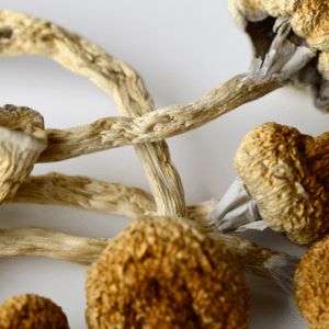 McKennaii magic Mushrooms