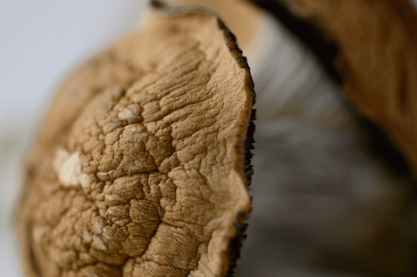 Tidal Wave Mushrooms - Image 3