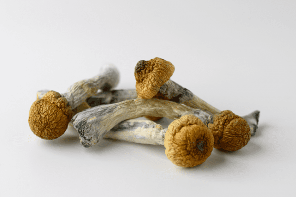 Trinity Mushrooms - Image 2