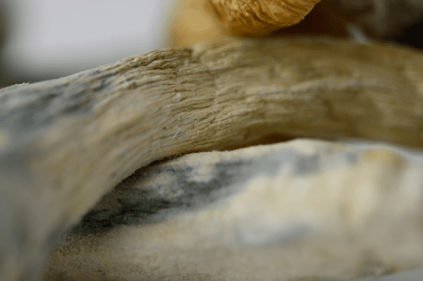 Trinity Mushrooms - Image 3