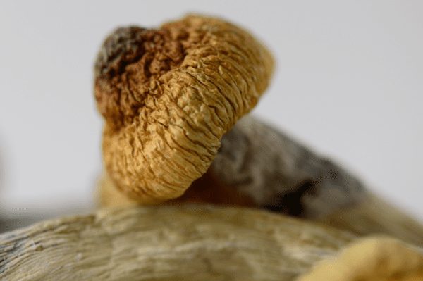 Trinity Mushrooms - Image 4