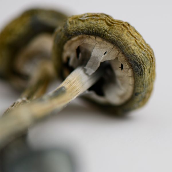 Costa Rican Mushrooms - Image 4