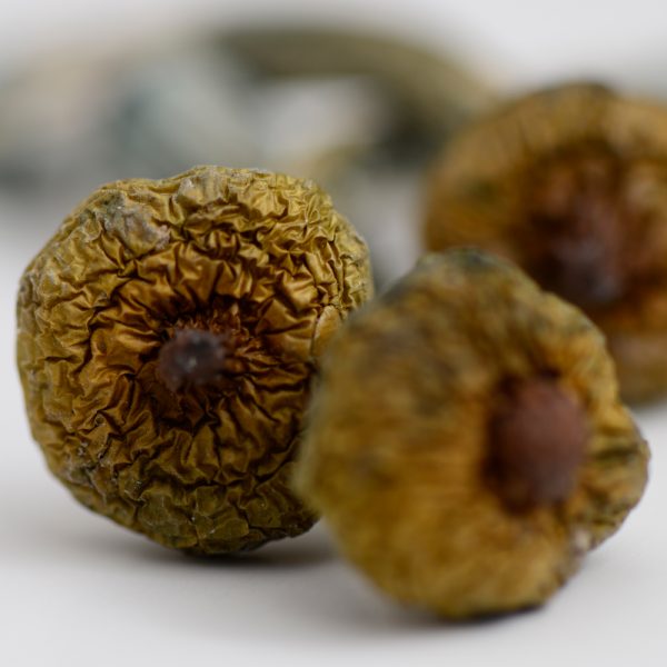 Costa Rican Mushrooms - Image 3