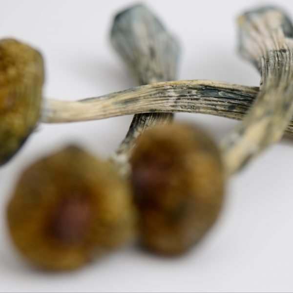 Costa Rican Mushrooms - Image 2
