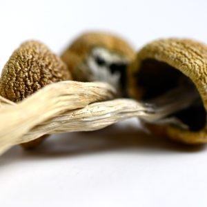 macro photo of zilla magic mushrooms