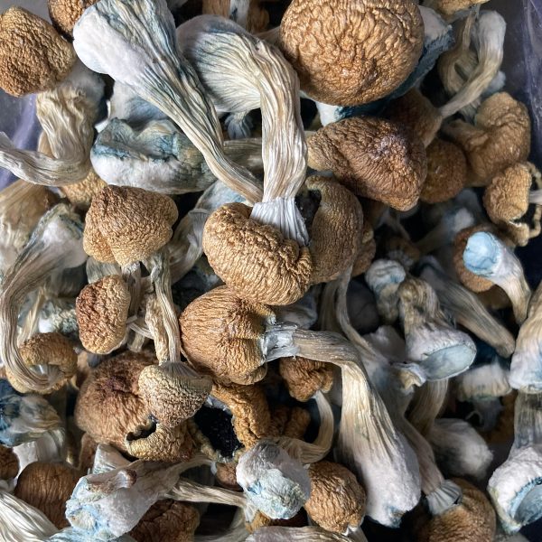 a pile of zilla shrooms