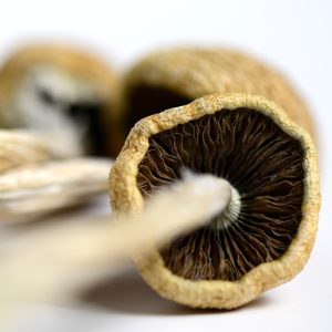 psilocybe cubensis macro photo of cap and gills