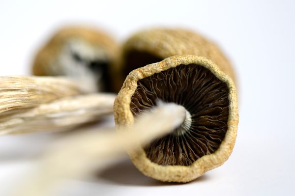 psilocybe cubensis macro photo of cap and gills