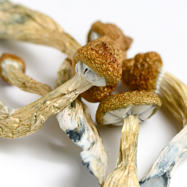 Gold Member Mushrooms - Image 2