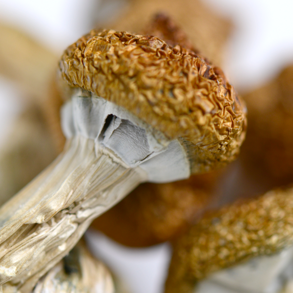 Gold Member Mushrooms - Image 3