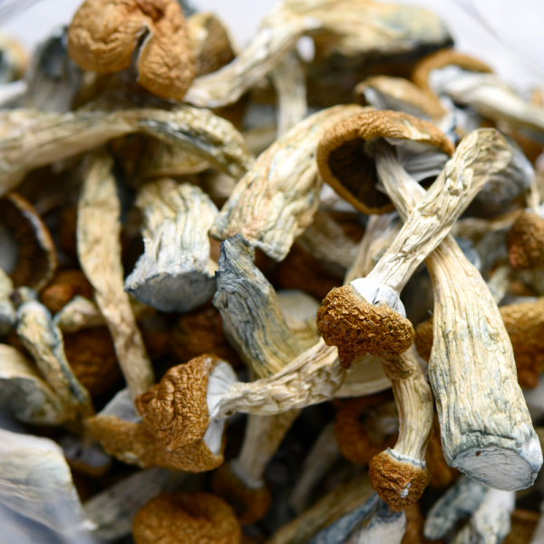 Gold Member Mushrooms - Image 4