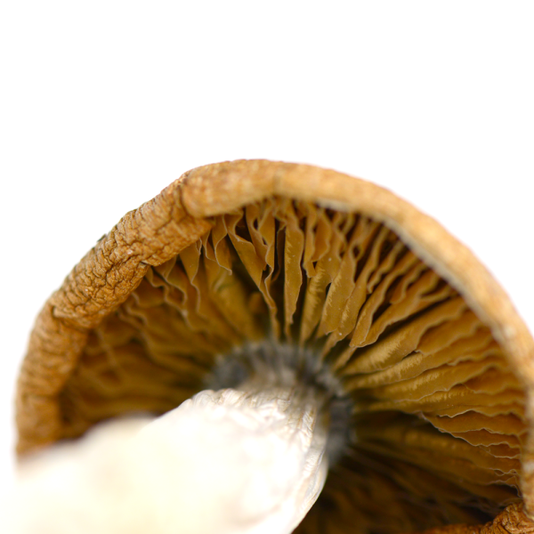 Wollongong Mushrooms - Image 2