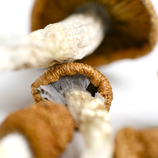 Wollongong Mushrooms - Image 3