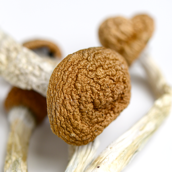 Wollongong Mushrooms - Image 4