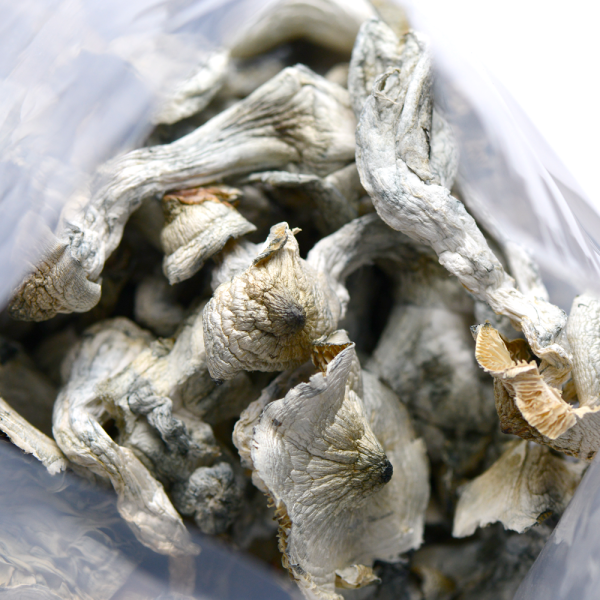 Yellow Umbo Mushrooms - Image 3