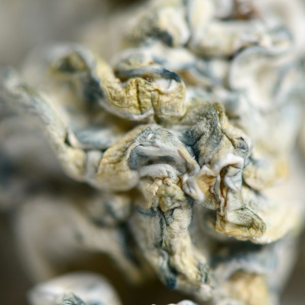 Enigma Mushrooms - Image 2