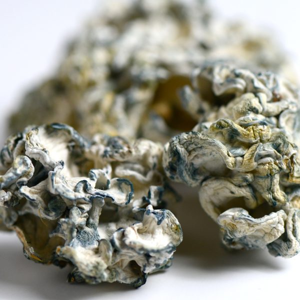 Enigma Mushrooms - Image 3