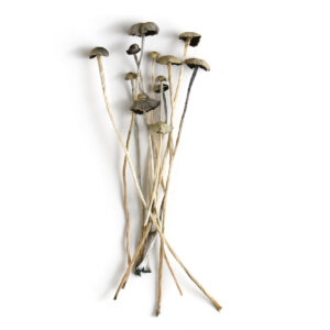 Panaeolus cyanescens mushrooms on white background