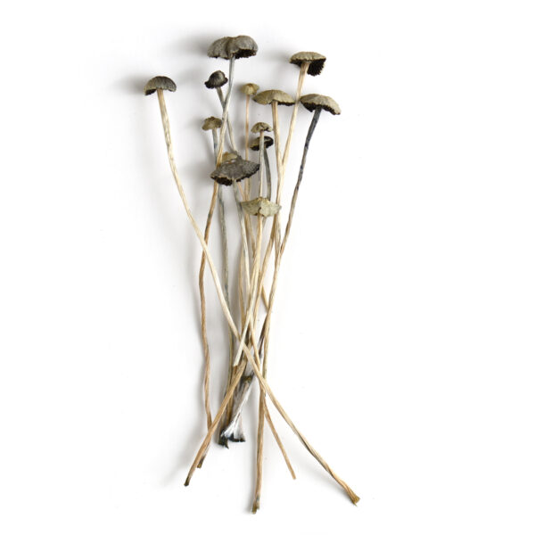 Panaeolus cyanescens mushrooms on white background