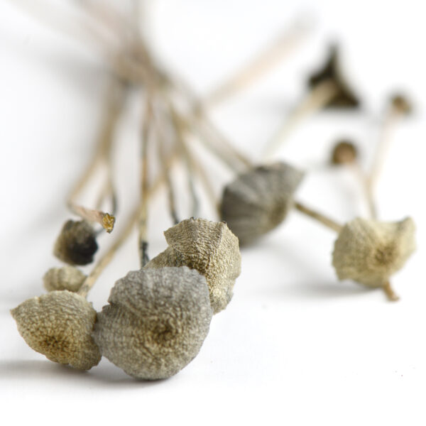 Panaeolus cyanescens Mushrooms - Image 2