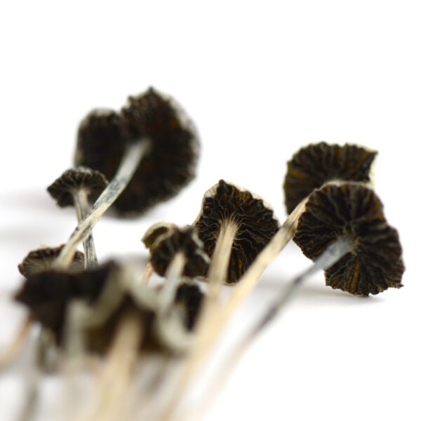Panaeolus cyanescens Mushrooms - Image 3