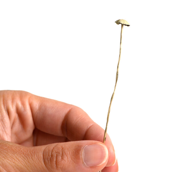 Panaeolus cyanescens Mushrooms - Image 4